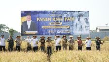 Para napi yang panen padi (Dok. Ist)