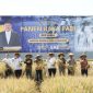 Para napi yang panen padi (Dok. Ist)