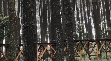 Healing Murah di Gunung Pancar: Santai di Hammock di Bawah Pohon Pinus, Stres Langsung Lenyap