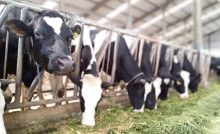 Peternak Nilai Impor Sapi Bisa Tingkatkan Produksi Susu di Indonesia