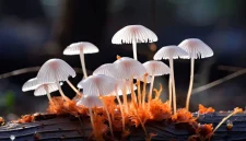 Benarkah Ada Jamur Pemakan Plastik