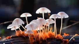 Benarkah Ada Jamur Pemakan Plastik