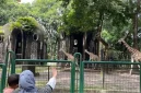 Apakah Taman Margasatwa Ragunan Buka pada 17 Agustus