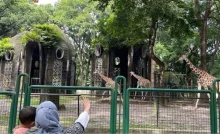 Apakah Taman Margasatwa Ragunan Buka pada 17 Agustus