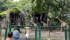 Apakah Taman Margasatwa Ragunan Buka pada 17 Agustus