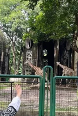 Apakah Taman Margasatwa Ragunan Buka pada 17 Agustus? Ini Penjelasannya