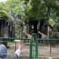 Apakah Taman Margasatwa Ragunan Buka pada 17 Agustus