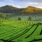 Kenapa Jawa Barat Dingin