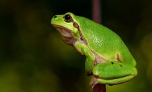 Siklus Hidup Udang dengan Siklus Hidup Katak