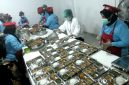 Berapa Gaji Karyawan Dapur MBG?