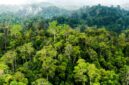Bagaimana cara menjaga kelestarian hutan