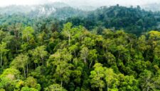 Bagaimana cara menjaga kelestarian hutan