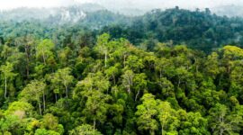 Bagaimana cara menjaga kelestarian hutan