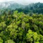Bagaimana cara menjaga kelestarian hutan