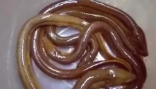 Cara Belut Berkembang Biak