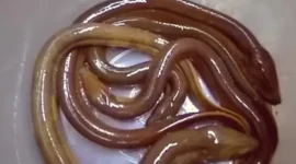 Cara Belut Berkembang Biak