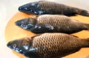 Penyebab Seekor Ikan Mas Menjadi Haram Dimakan