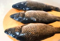 Penyebab Seekor Ikan Mas Menjadi Haram Dimakan