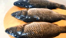 Penyebab Seekor Ikan Mas Menjadi Haram Dimakan