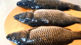 Penyebab Seekor Ikan Mas Menjadi Haram Dimakan