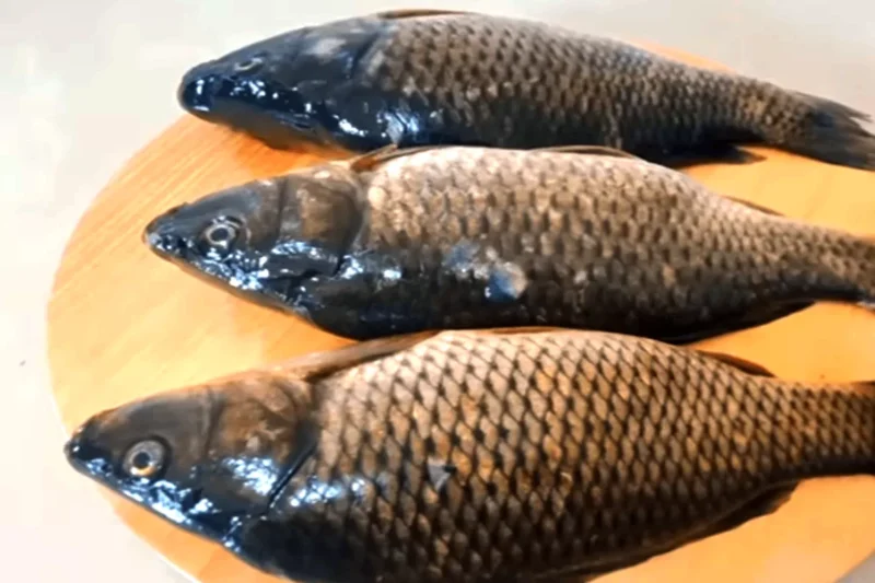 Penyebab Seekor Ikan Mas Menjadi Haram Dimakan