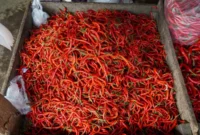 Update Harga Cabai Merah Hari Ini