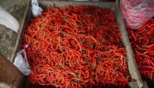 Update Harga Cabai Merah Hari Ini