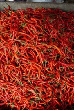 Update Harga Cabai Merah Hari Ini: Gejolak Terpantau di Berbagai Daerah