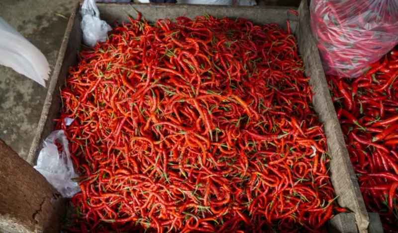 Update Harga Cabai Merah Hari Ini
