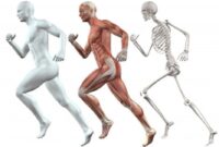 Bagaimana Rangka Sendi Otot dan Saraf Membantu Kita Bergerak