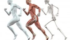 Bagaimana Rangka Sendi Otot dan Saraf Membantu Kita Bergerak