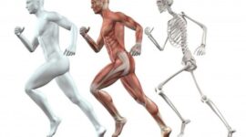 Bagaimana Rangka Sendi Otot dan Saraf Membantu Kita Bergerak