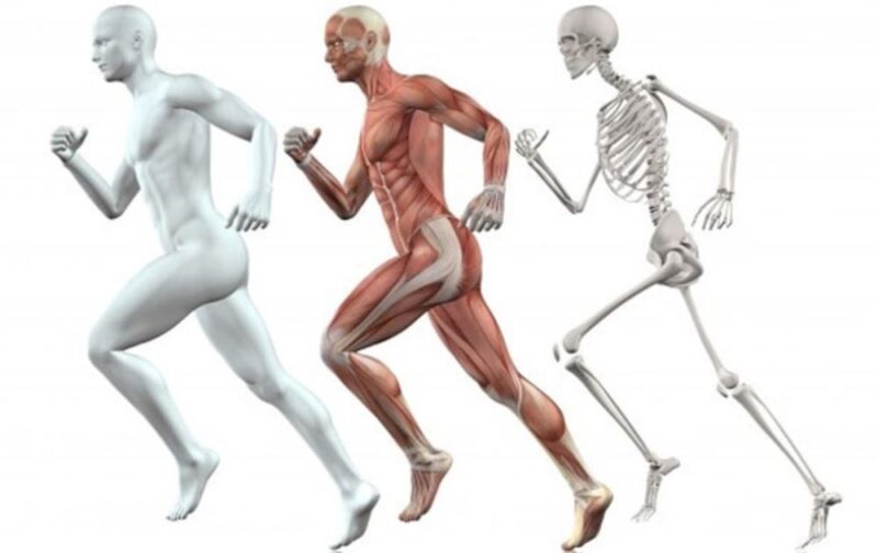 Bagaimana Rangka Sendi Otot dan Saraf Membantu Kita Bergerak