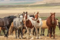 kenapa daging kuda dilarang?