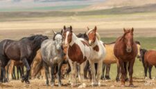 kenapa daging kuda dilarang?