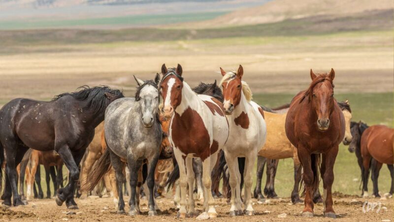 kenapa daging kuda dilarang?