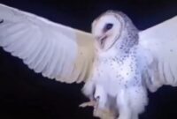 Ibu di NTT Tembak Mati Burung Hantu