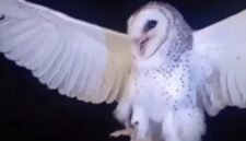 Ibu di NTT Tembak Mati Burung Hantu