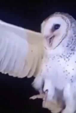 VIRAL ! Ibu-Ibu di NTT Tembak Mati Burung Hantu yang ‘Mengganggu’ Tidurnya