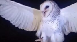 Ibu di NTT Tembak Mati Burung Hantu