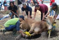 Mengapa Alat yang Digunakan untuk Menyembelih Hewan Harus Tajam?