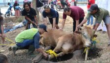 Mengapa Alat yang Digunakan untuk Menyembelih Hewan Harus Tajam?