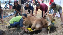 Mengapa Alat yang Digunakan untuk Menyembelih Hewan Harus Tajam?