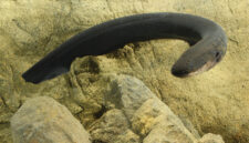 Bagaimana Cara Belut Berkembang Biak?