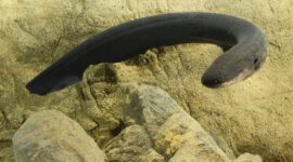 Bagaimana Cara Belut Berkembang Biak?