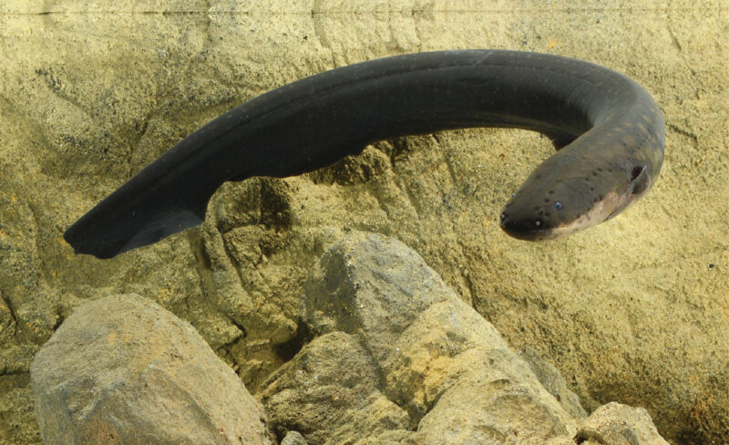 Bagaimana Cara Belut Berkembang Biak?