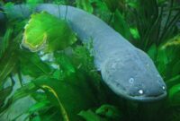 Bagaimana Belut Listrik Menghasilkan Listrik di Dalam Air?