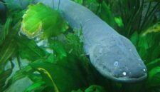 Bagaimana Belut Listrik Menghasilkan Listrik di Dalam Air?