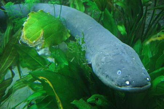 Bagaimana Belut Listrik Menghasilkan Listrik di Dalam Air?