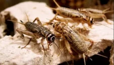 Cara Ternak Jangkrik untuk Pemula